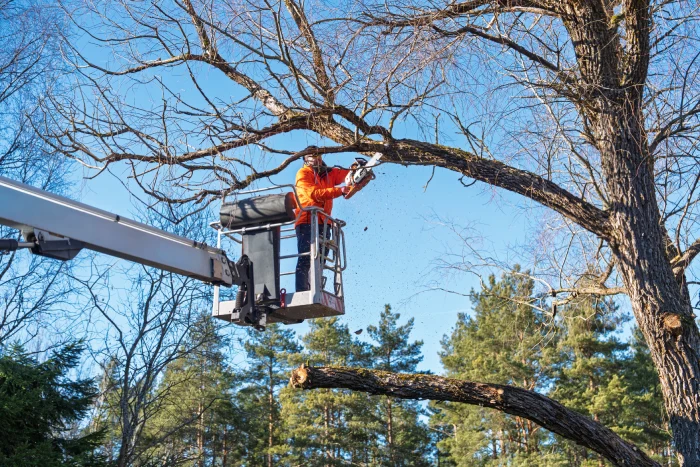 Brisbane Tree Removal Permits