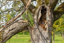 Signs of Wood Rot in Trees