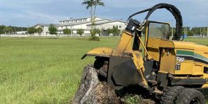 Cost-Effective Approach to Removing Stump Trees